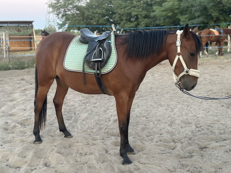 Meer warmbloeden Mix Merrie 2 Jaar 160 cm Roodbruin in Kiskunhalas