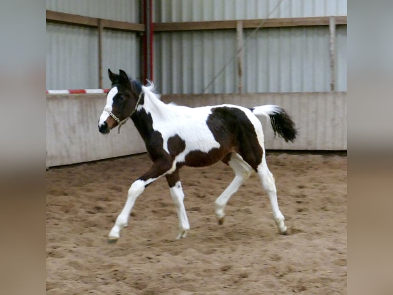 Meer warmbloeden Merrie 2 Jaar 168 cm Gevlekt-paard in Borgentreich