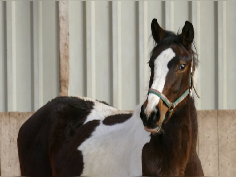 Meer warmbloeden Merrie 2 Jaar 168 cm Gevlekt-paard in Borgentreich