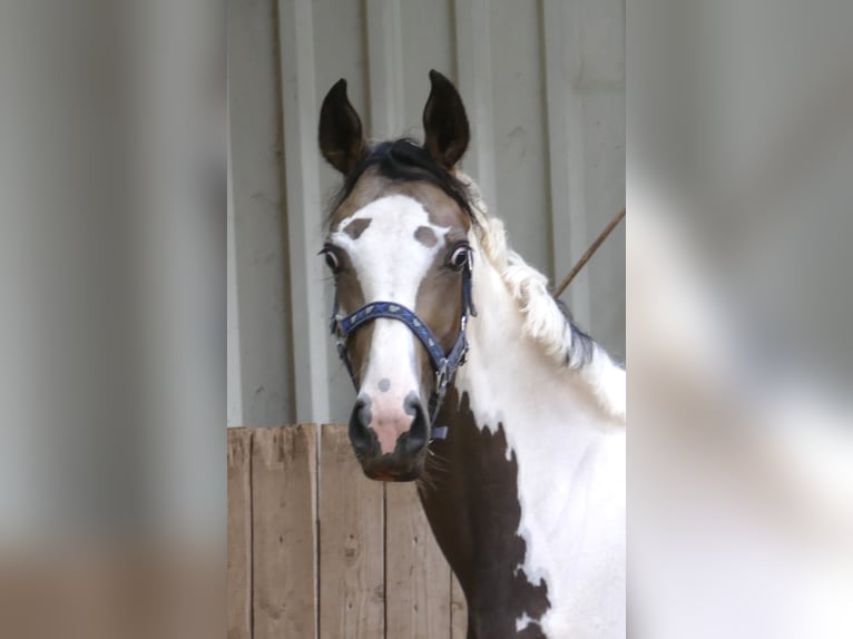 Meer warmbloeden Merrie 2 Jaar 168 cm Gevlekt-paard in Borgentreich