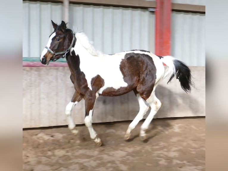 Meer warmbloeden Merrie 2 Jaar 168 cm Gevlekt-paard in Borgentreich