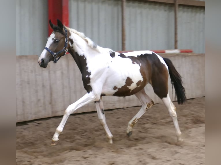 Meer warmbloeden Merrie 2 Jaar 168 cm Gevlekt-paard in Borgentreich