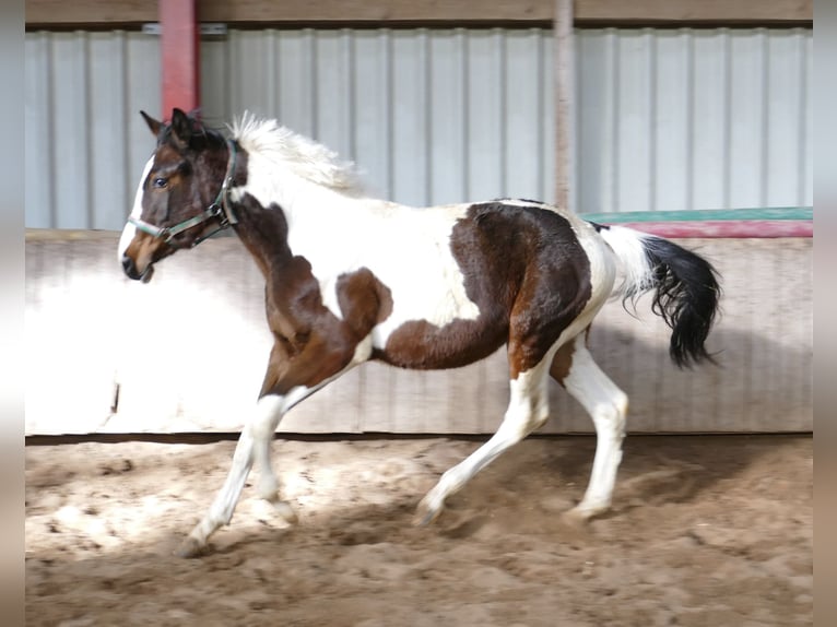 Meer warmbloeden Merrie 2 Jaar 168 cm Gevlekt-paard in Borgentreich