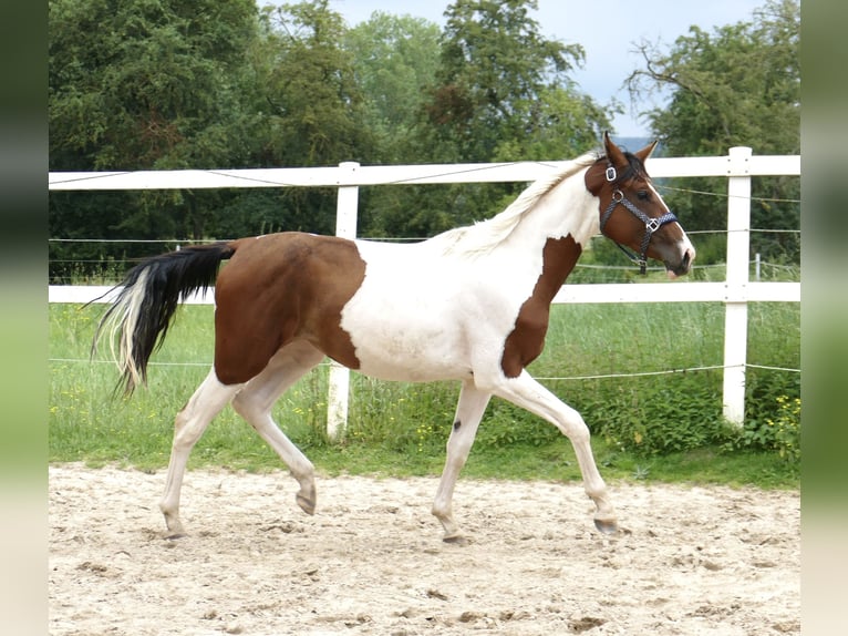 Meer warmbloeden Merrie 2 Jaar 168 cm Gevlekt-paard in Borgentreich