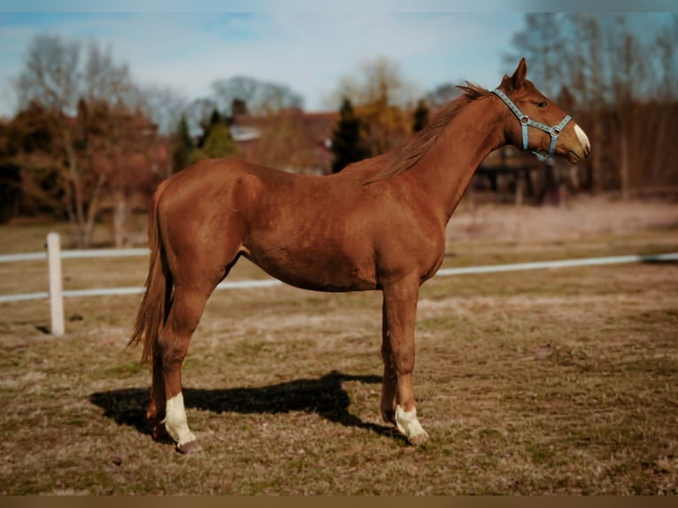 Meer warmbloeden Merrie 2 Jaar 170 cm  in Podwilcze