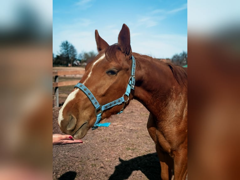 Meer warmbloeden Merrie 2 Jaar 170 cm  in Podwilcze