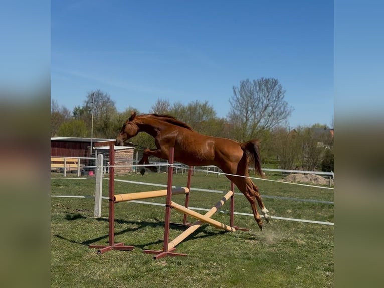 Meer warmbloeden Merrie 2 Jaar 170 cm  in Podwilcze
