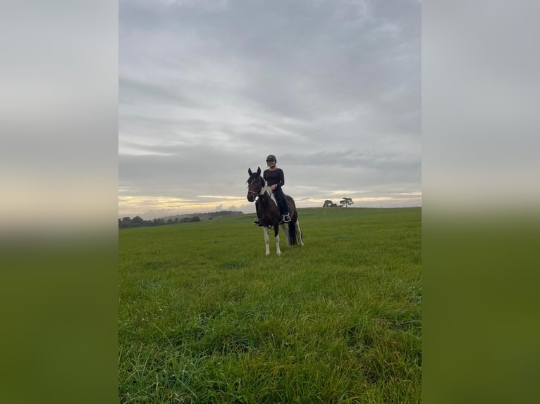 Meer warmbloeden Merrie 3 Jaar 148 cm Gevlekt-paard in Nettersheim