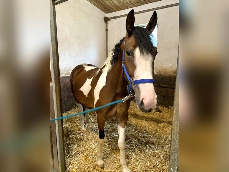 Meer warmbloeden Mix Merrie 3 Jaar 157 cm Gevlekt-paard in Ampflwang