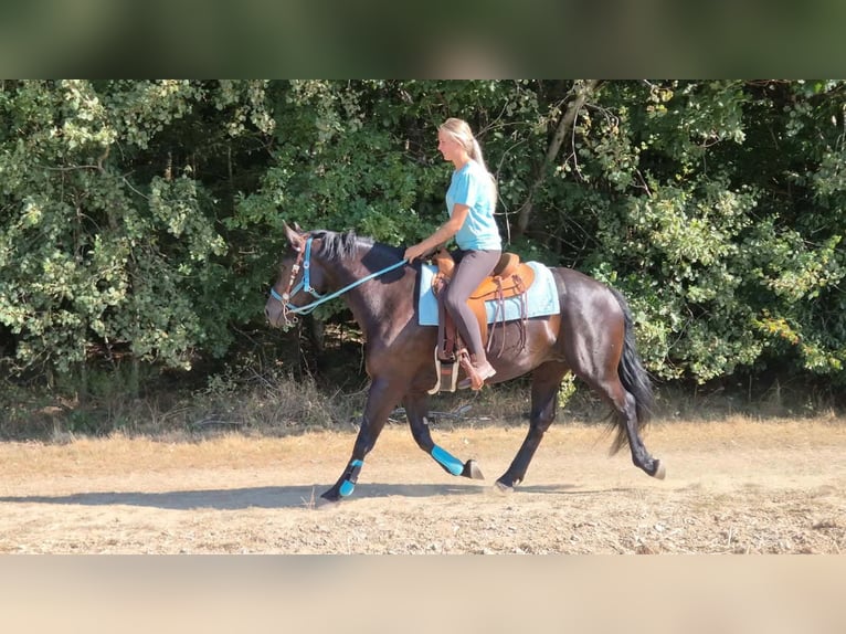 Meer warmbloeden Merrie 3 Jaar 158 cm Zwart in Linkenbach