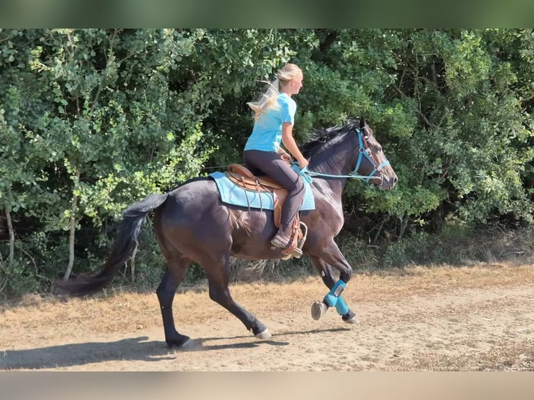 Meer warmbloeden Merrie 3 Jaar 158 cm Zwart in Linkenbach