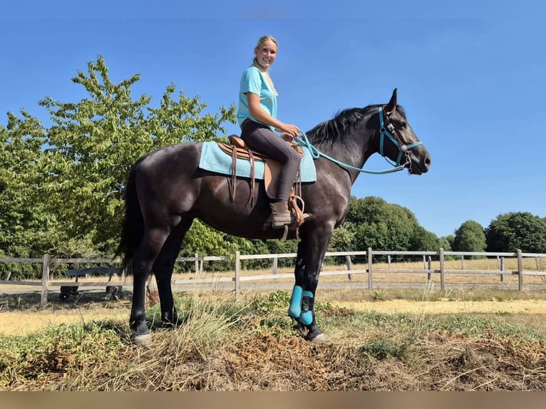 Meer warmbloeden Merrie 3 Jaar 158 cm Zwart in Linkenbach