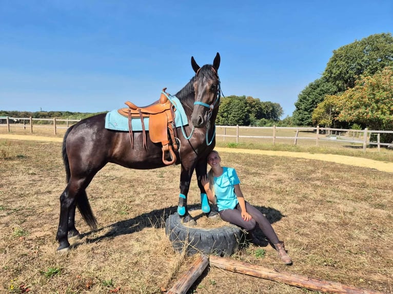 Meer warmbloeden Merrie 3 Jaar 158 cm Zwart in Linkenbach