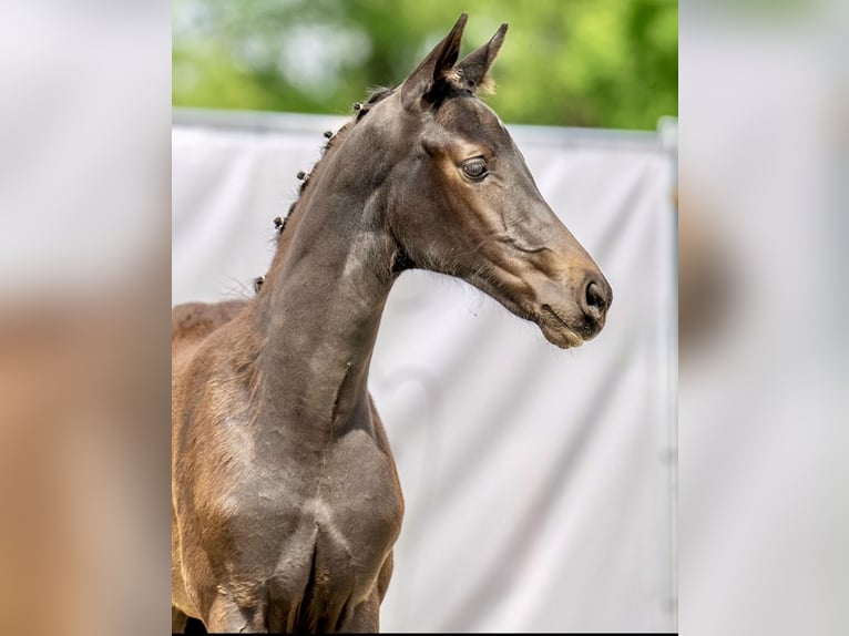 Meer warmbloeden Merrie 3 Jaar 162 cm Zwart in Mechernich