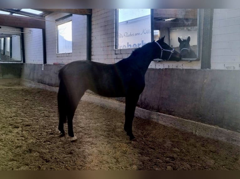 Meer warmbloeden Merrie 3 Jaar 162 cm Zwart in Mechernich