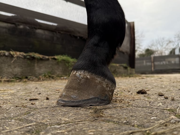 Meer warmbloeden Merrie 3 Jaar 162 cm Zwart in Mechernich