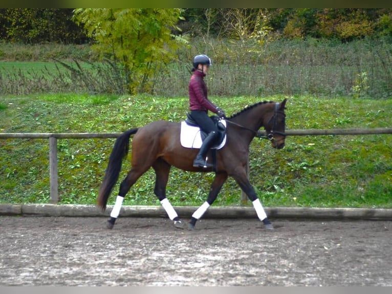 Meer warmbloeden Merrie 3 Jaar 165 cm Bruin in Wellheim