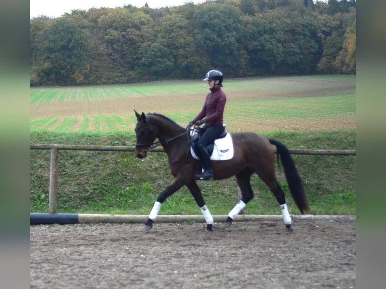 Meer warmbloeden Merrie 3 Jaar 165 cm Bruin in Wellheim