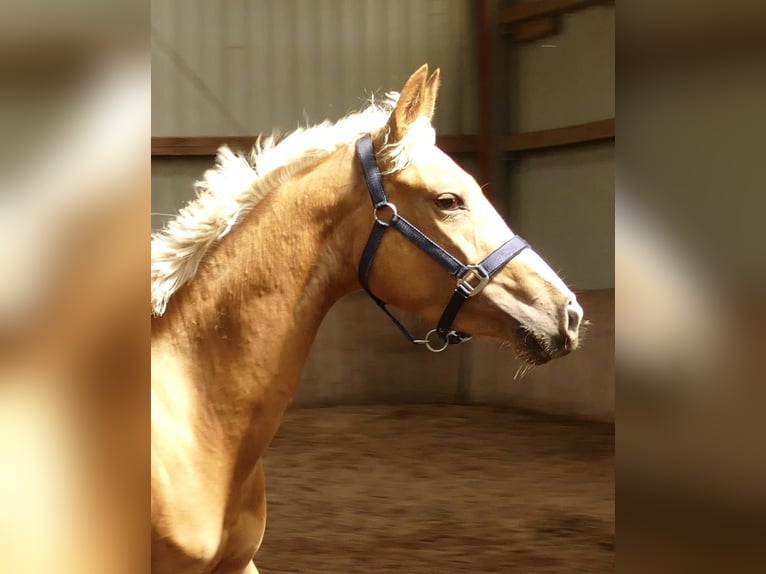 Meer warmbloeden Merrie 3 Jaar 165 cm Palomino in Borgentreich