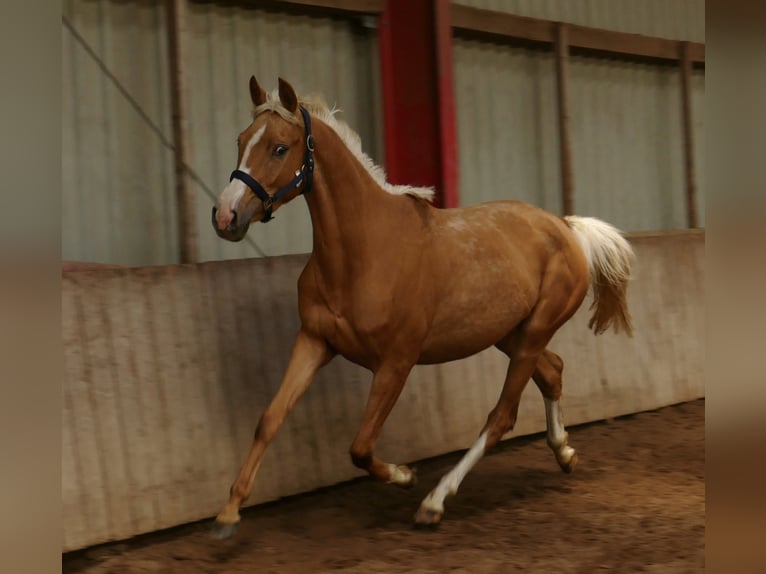 Meer warmbloeden Merrie 3 Jaar 165 cm Palomino in Borgentreich