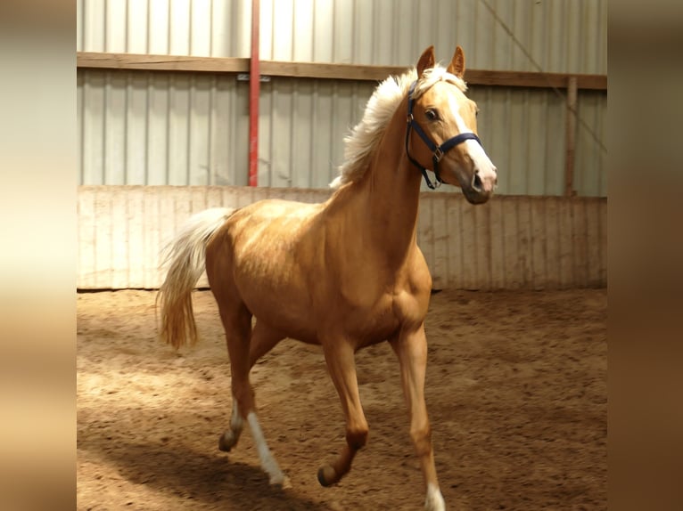 Meer warmbloeden Merrie 3 Jaar 165 cm Palomino in Borgentreich