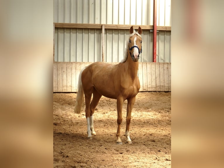 Meer warmbloeden Merrie 3 Jaar 165 cm Palomino in Borgentreich