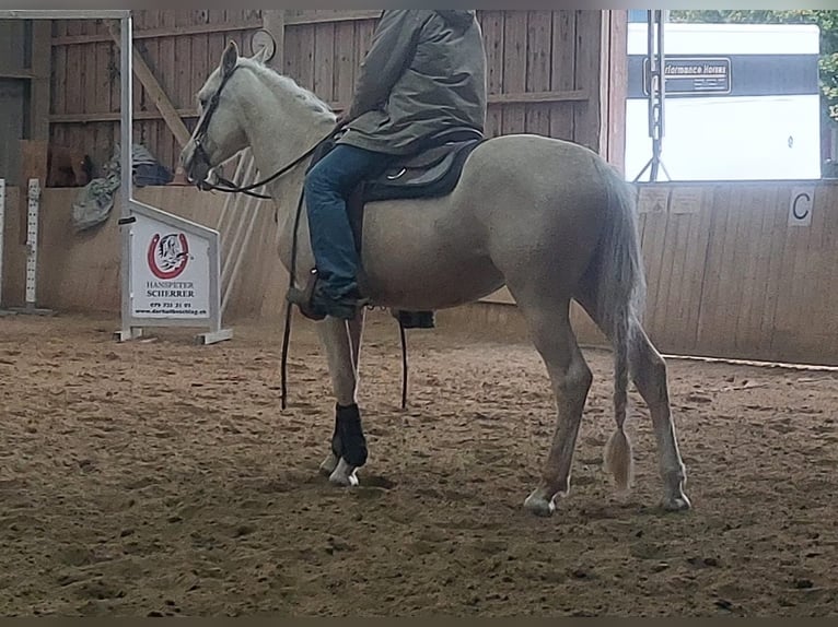Meer warmbloeden Merrie 3 Jaar 165 cm Palomino in Hörhausen Meer warmbloeden Merrie 3 Jaar 165 cm Palomino in Hörhausen
