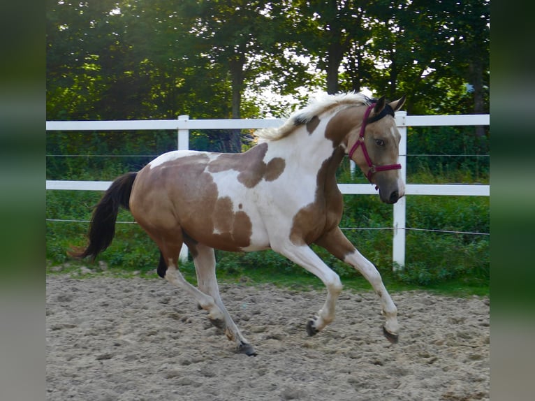 Meer warmbloeden Merrie 3 Jaar 166 cm Gevlekt-paard in Borgentreich