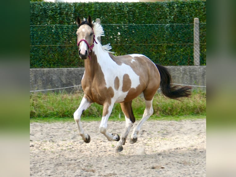 Meer warmbloeden Merrie 3 Jaar 166 cm Gevlekt-paard in Borgentreich