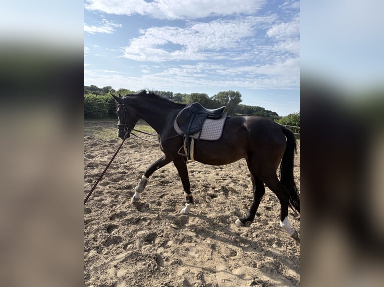 Meer warmbloeden Merrie 3 Jaar 168 cm Donkerbruin in Coesfeld