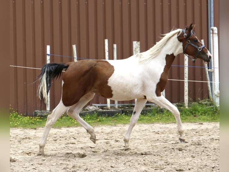 Meer warmbloeden Merrie 3 Jaar 168 cm Gevlekt-paard in Borgentreich