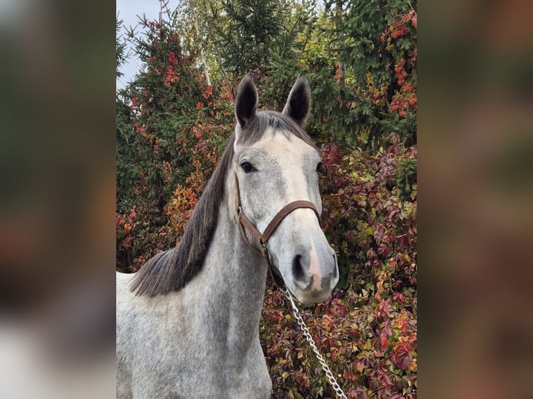 Meer warmbloeden Merrie 3 Jaar 170 cm Wit in poznań