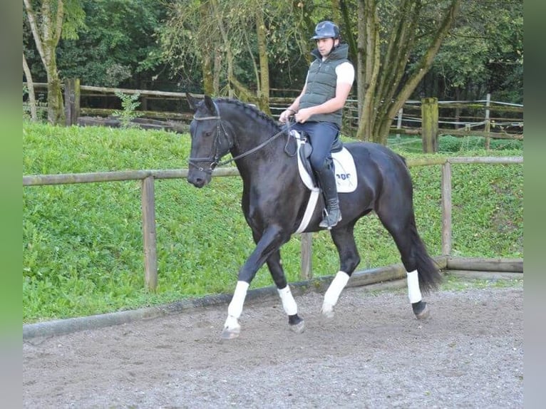 Meer warmbloeden Merrie 3 Jaar 173 cm Zwart in Wellheim