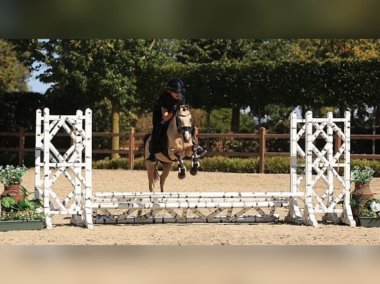 Meer warmbloeden Merrie 4 Jaar 126 cm Buckskin in Oost West en Middelbeers