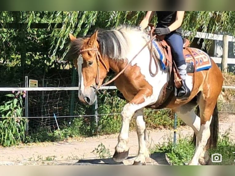 Meer warmbloeden Merrie 4 Jaar 148 cm Gevlekt-paard in Kasendorf