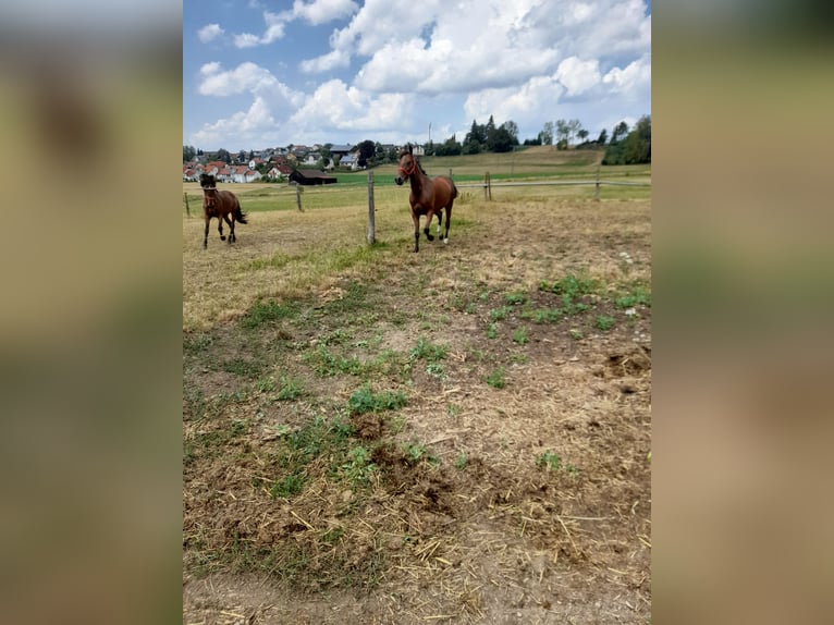 Meer warmbloeden Mix Merrie 4 Jaar 152 cm Bruin in Bad Saulgau