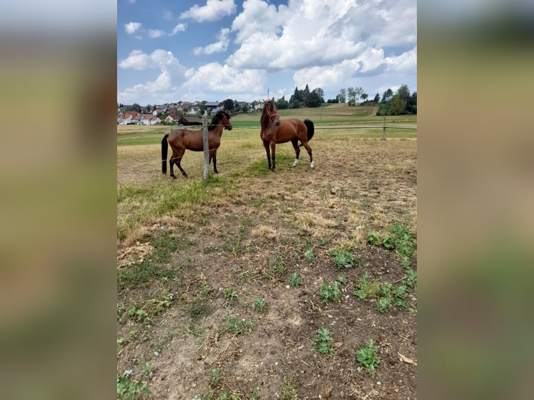 Meer warmbloeden Mix Merrie 4 Jaar 152 cm Bruin in Bad Saulgau