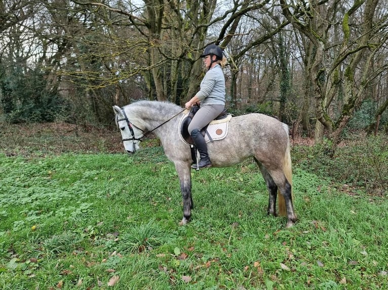 Meer warmbloeden Merrie 4 Jaar 152 cm Zwartschimmel in Euskirchen