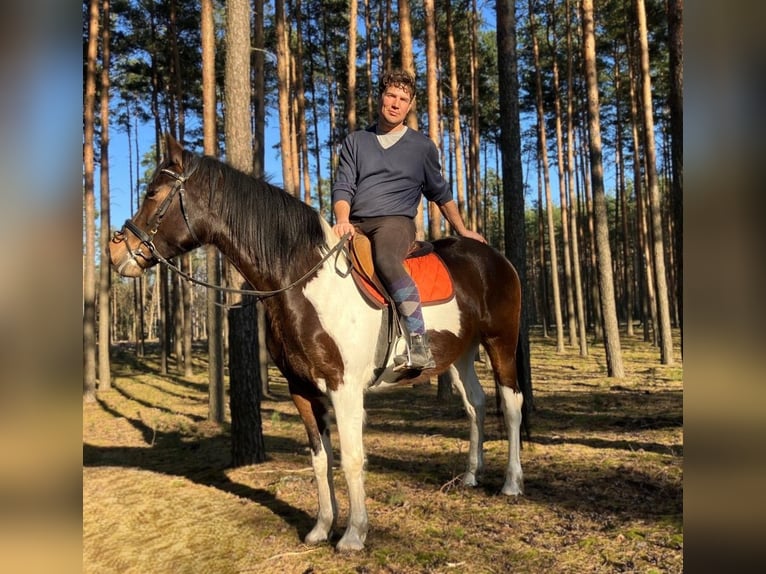 Meer warmbloeden Mix Merrie 4 Jaar 155 cm Gevlekt-paard in Görlitz