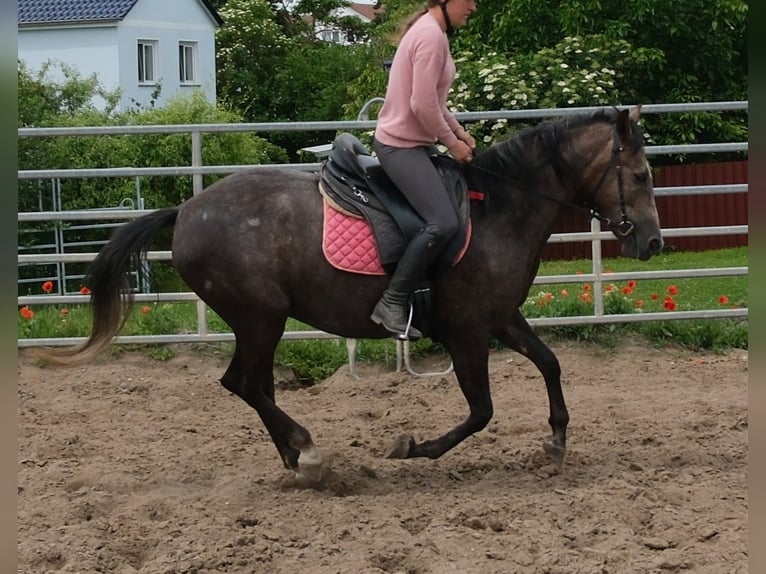 Meer warmbloeden Merrie 4 Jaar 155 cm Zwartschimmel in Rudersdorf