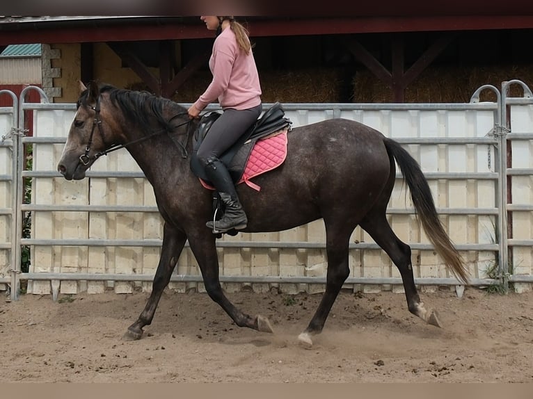 Meer warmbloeden Merrie 4 Jaar 155 cm Zwartschimmel in Rudersdorf