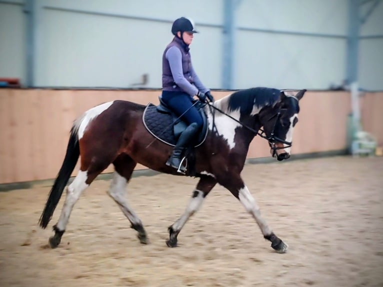 Meer warmbloeden Merrie 4 Jaar 159 cm Gevlekt-paard in Chełmno