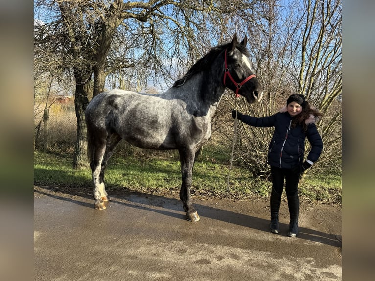 Meer warmbloeden Merrie 4 Jaar 160 cm Blauwschimmel in Gleina