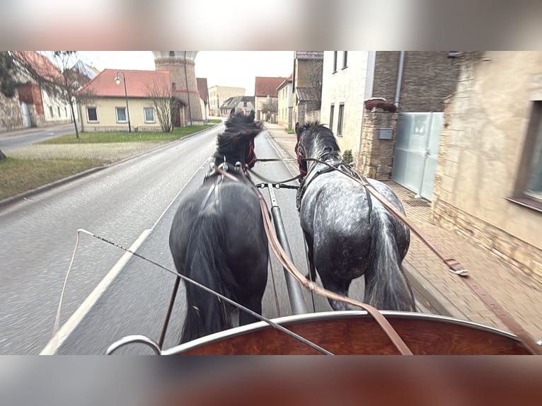 Meer warmbloeden Merrie 4 Jaar 160 cm Blauwschimmel in Gleina