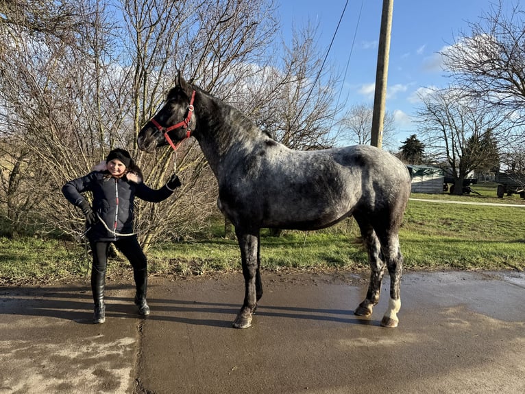 Meer warmbloeden Merrie 4 Jaar 160 cm Blauwschimmel in Gleina