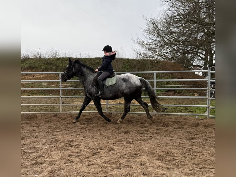 Meer warmbloeden Merrie 4 Jaar 160 cm Blauwschimmel in Gleina