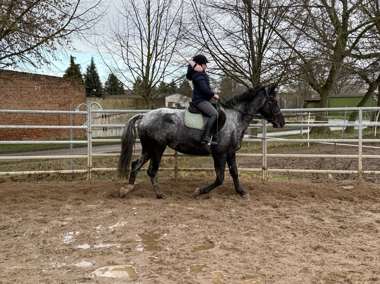 Meer warmbloeden Merrie 4 Jaar 160 cm Blauwschimmel in Gleina