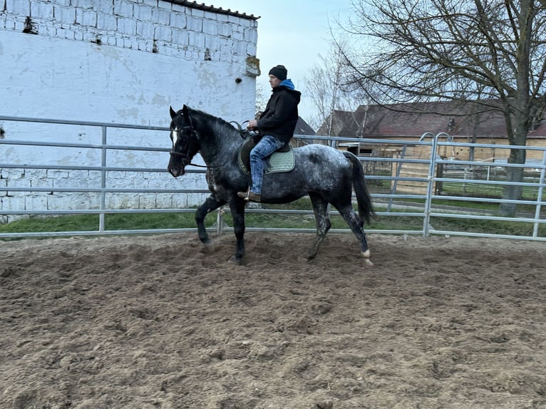 Meer warmbloeden Merrie 4 Jaar 160 cm Blauwschimmel in Gleina