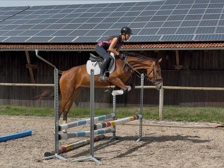 Meer warmbloeden Merrie 4 Jaar 160 cm  in Wellheim