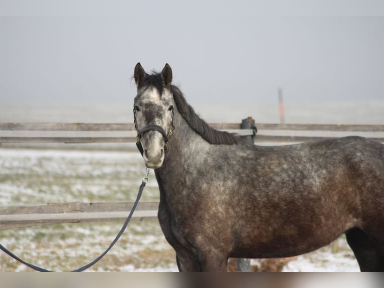 Meer warmbloeden Merrie 4 Jaar 160 cm Schimmel in Straßwalchen